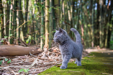 伍兹 探索 可爱的 络腮胡子 动物群 植物 小猫 野生动物