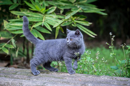 有机体 动物 植物 哺乳动物 自然 小猫 野生动物 宠物