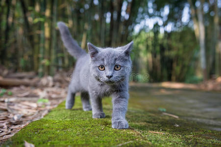 林地 食肉动物 夏特尔猫 自然 宠物 探索 可爱的 动物