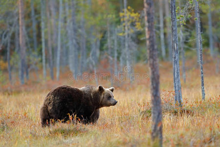 美丽的棕色大熊绕着湖走，带着秋天的颜色。 自然森林和草地生境中的危险动物。 野生动物