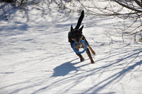 狗宠物在冬天的雪上奔跑