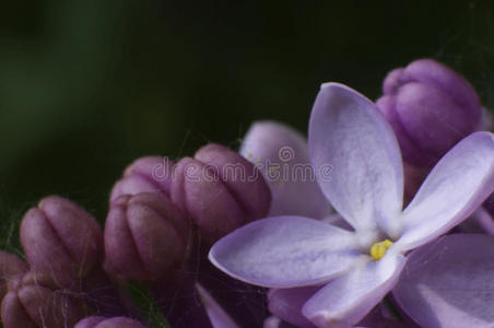 开花 踏板 模糊 变模糊 丁香花 软的 轻轻地 春天 紫色