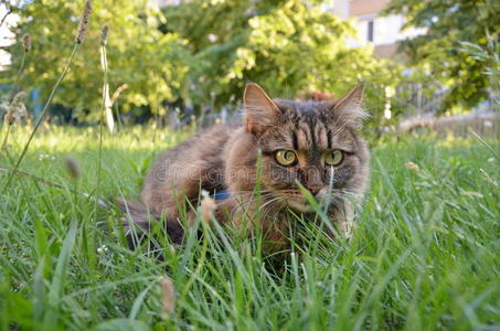 猫在草地上打猎
