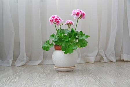 房间 粉红色 桌子 天竺葵 美丽的 在室内 自然 窗帘 美女