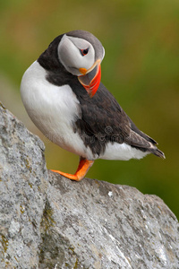 大西洋海雀，北极海雀，北极黑白可爱的鸟，红色的账单坐在岩石上，自然栖息地，冰岛。