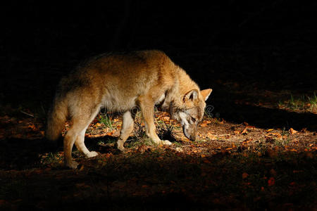 灰狼，犬狼疮，在黑暗的森林里。 隐藏在森林里的狼。 来自大自然的野生动物场景。 美丽的光与动物。