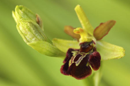 早春的花。 早期蜘蛛兰，Ophrysphegodes，开花欧洲陆地野生兰花，自然栖息地，细节