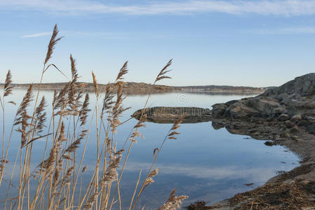 在冬天的芦苇图片