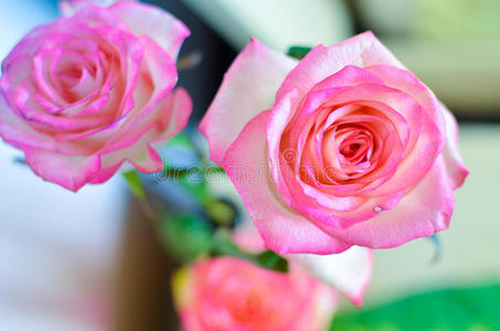 花瓣 美丽的 激情 艺术 花园 园艺 粉红色 周年纪念日