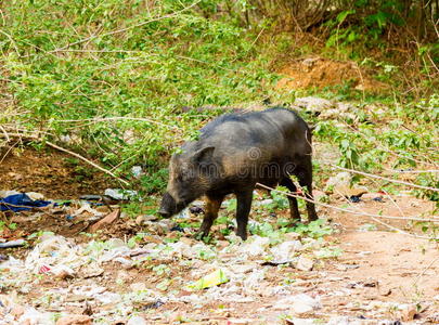 野猪 自然 猪肉 生物 站立 野生动物 脊椎动物 动物 打猎