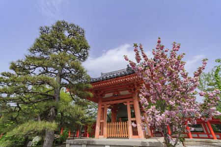 圣地 早晨 世界 开花 遗产 樱桃 关西 花园 托里 旅行