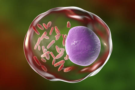 人类细胞内的细菌立克次体照片