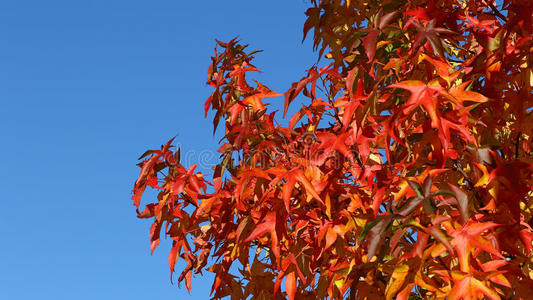 秋天的季节树叶背景