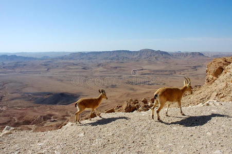 岩石 野山羊 哺乳动物 动物 边缘 美丽的 山羊 以色列