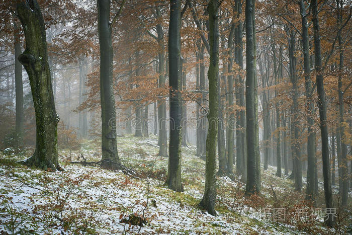 森林 植物 寒冷 秋天 冻结 冷冰冰的 场景 欧洲 冰冷的