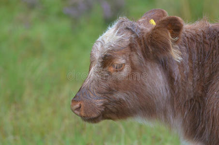 苏格兰绝对可爱的高地小牛
