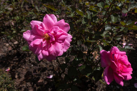 花园 假日 夏天 花的 美丽的 粉红色 特写镜头 开花 颜色
