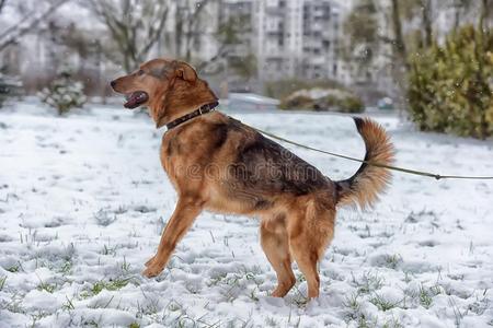 狗在冬天散步
