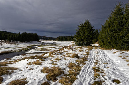 公园 分支 风景 寒冷的 森林 冰冷的 滑雪 冷冰冰的 季节