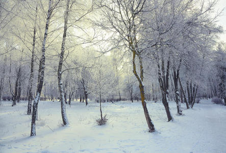 美丽的冬日阳光，雪中有树