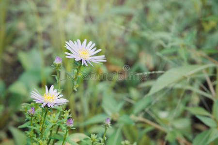 花园里美丽的雏菊花在花园里，非洲菊是婚礼装饰的美丽花朵