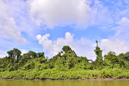 风景 植物 树林 海岸 环境 森林 天堂 几内亚 印度尼西亚