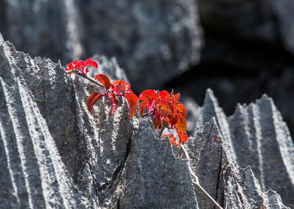 风景 旅游业 自然 石头 树叶 地质学 马达加斯加 保护