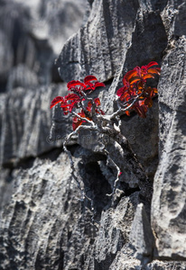 登山者 公司 地质学 植物 保护 自然 杰出的 树叶 旅行者