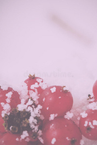 鲜红的浆果覆盖在白雪复古过滤器。