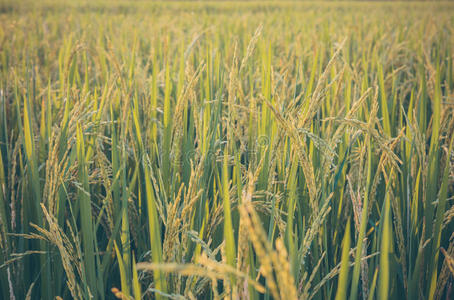 树叶 花园 稻谷 收获 植物 农业 成长 生长 谷类食品