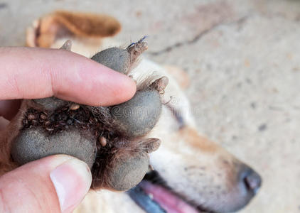 宠物脚特写许多蜱在脚狗,选择性焦点,宠物健康骗局照片