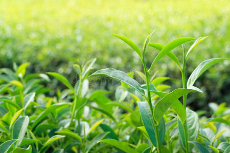 农业 亚洲 领域 生长 自然 印第安人 乡村 种植园 茶花