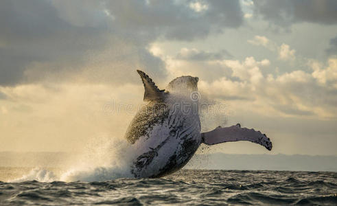 印第安人 照片 海洋 鲸鱼 海的 旅游 反弹 喷雾 动物