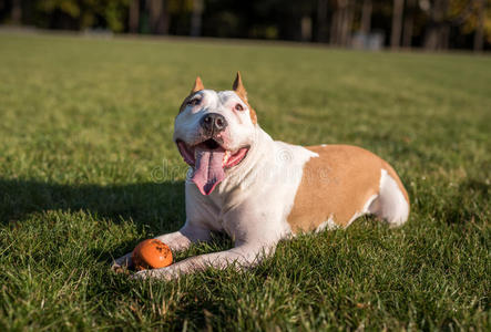 美国斗牛犬在地上玩耍。