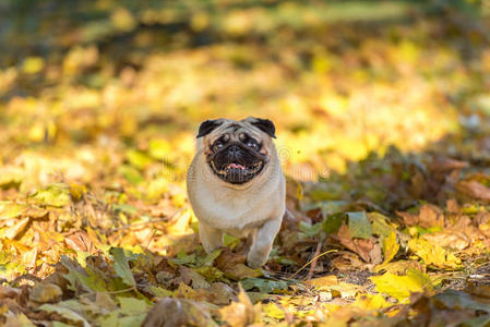 树叶 地面 血统 秋天 跑步 脊椎动物 犬科动物 繁殖 可爱的