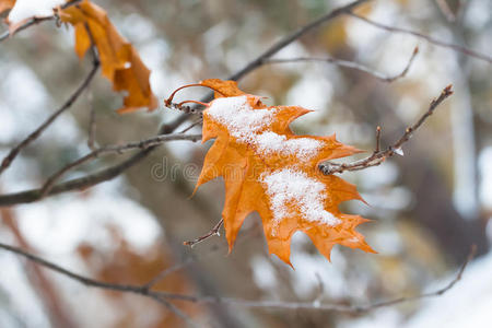 橡树黄叶上的第一场雪。 从秋天到冬天改变季节。