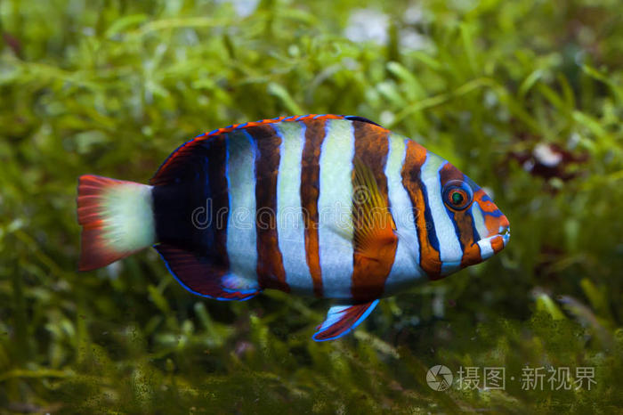 水族馆 鲈形目 澳大利亚 昆士兰 唇形科 海洋 说话 新的