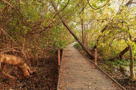 自然 环境 树叶 草地 木板路 国家的 沼泽 秋天 马科斯