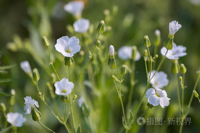 美丽的白花