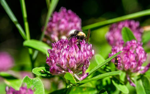 野生动物 蜂蜜 美丽的 草地 西班牙 夏天 加泰罗尼亚 开花