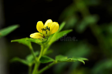 开花 花园 树叶 自然 天堂 花瓣 花粉 粉红色 百合花