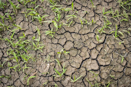 龟裂的旱地照片