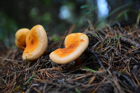 姜蘑菇