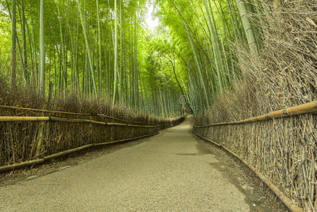 树林 日本 城市 风景 吸引力 岚山 曲线 人行道 花园