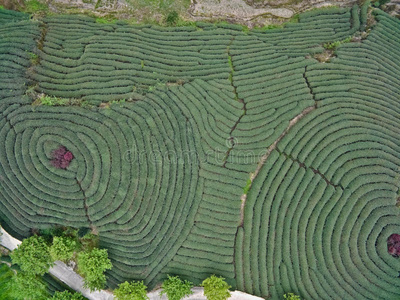 空中摄影山顶茶园景观