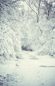 土地 下雪 冻结 越冬 生态学 被雪覆盖 圣诞节 冬眠 假期