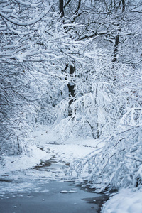 分支 寒冷 森林 植物 公司 假期 冻结 越冬 环境 下雪