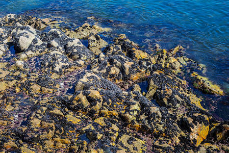 海的 海滩 食物 动物 海岸 海鲜 夏天 双壳类 贻贝 岩石