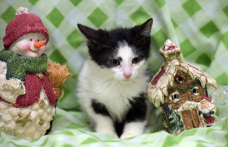 十二月 有趣的 面对 圣诞节 猫科动物 动物 乐趣 美丽的