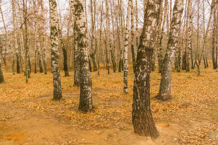 秋天公园里的桦树